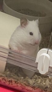 はやおき
