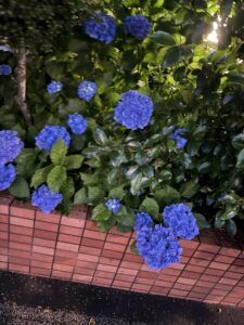 だうん