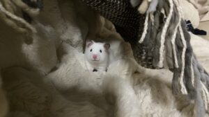 あしたはやすみ
