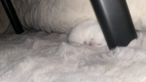 急に