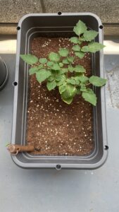 おともだち