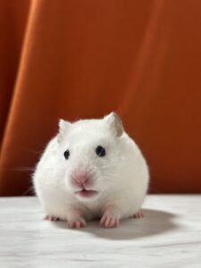 すっきり