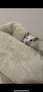 すたあと