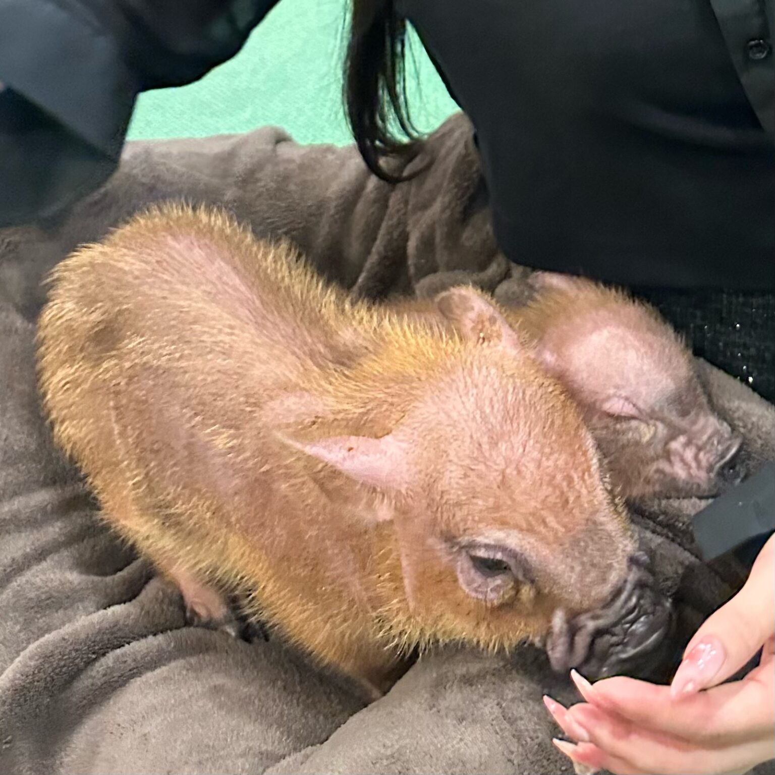 ごはん - 川崎キャバクラ Club Rutilus ルチルス｜駅近×美女×高級空間