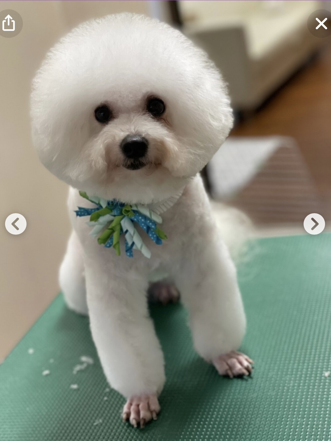 ₍ᐡっ ̫-ᐡ₎ - 川崎キャバクラ Club Rutilus ルチルス｜駅近×美女×高級空間