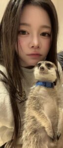 ミーアキャット