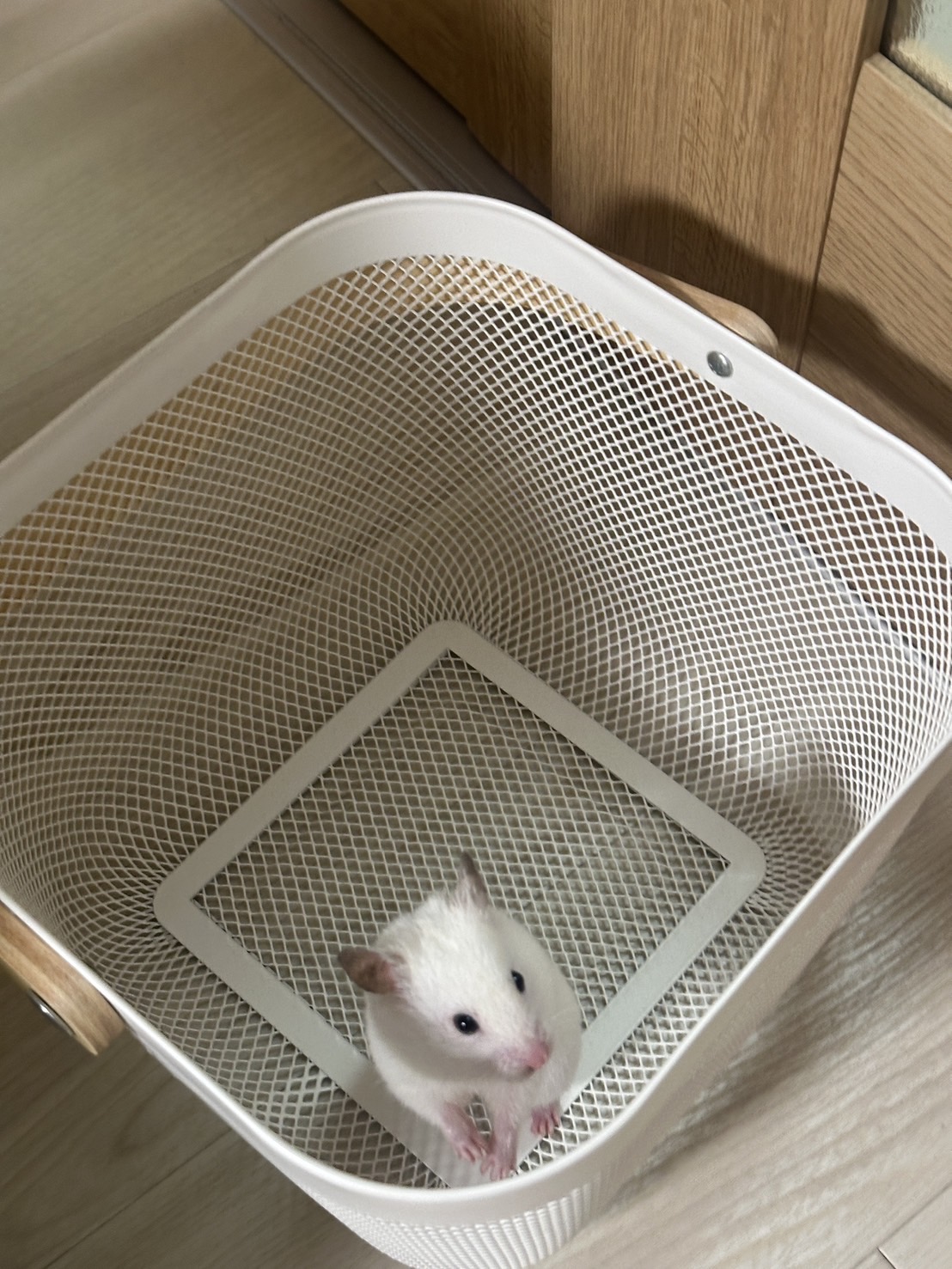 さむさむ - 川崎キャバクラ Club Rutilus ルチルス｜駅近×美女×高級空間