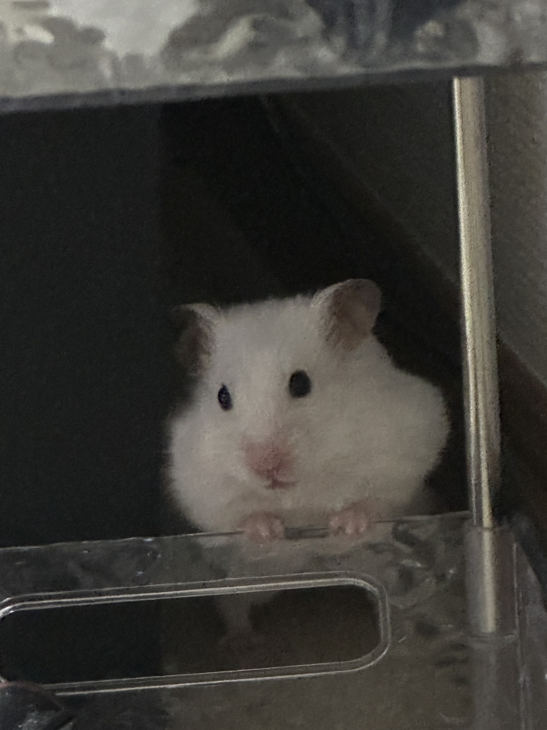 にゃ - 川崎キャバクラ Club Rutilus ルチルス｜駅近×美女×高級空間