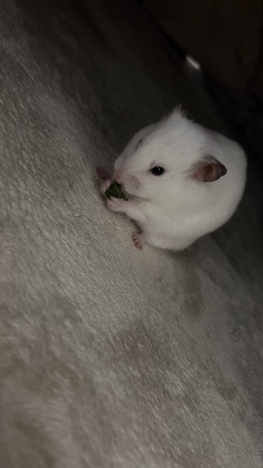 しゅ - 川崎キャバクラ Club Rutilus ルチルス｜駅近×美女×高級空間