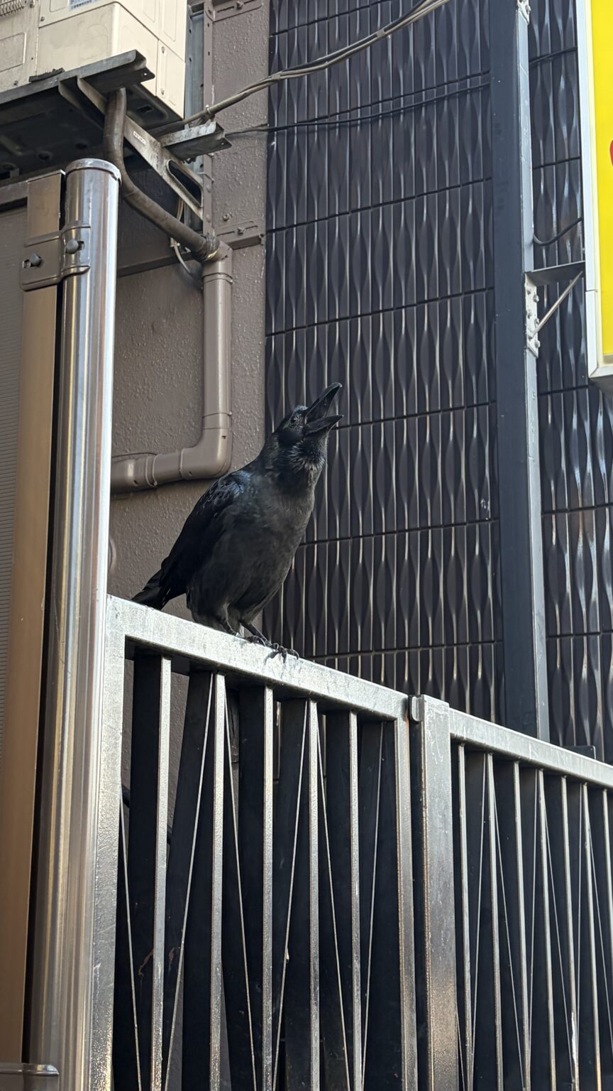 しゃしん - 川崎キャバクラ Club Rutilus ルチルス｜駅近×美女×高級空間