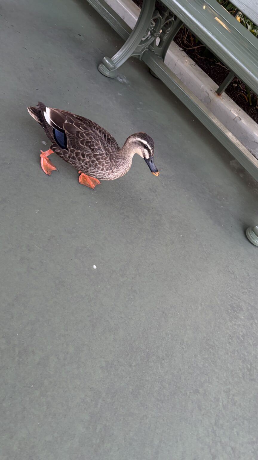 あめ - 川崎キャバクラ Club Rutilus ルチルス｜駅近×美女×高級空間