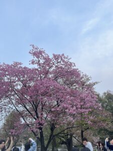 花見日和🌸🌸