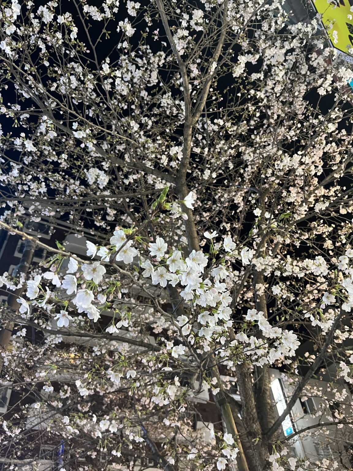 🌸 - 川崎キャバクラ Club Rutilus ルチルス｜駅近×美女×高級空間