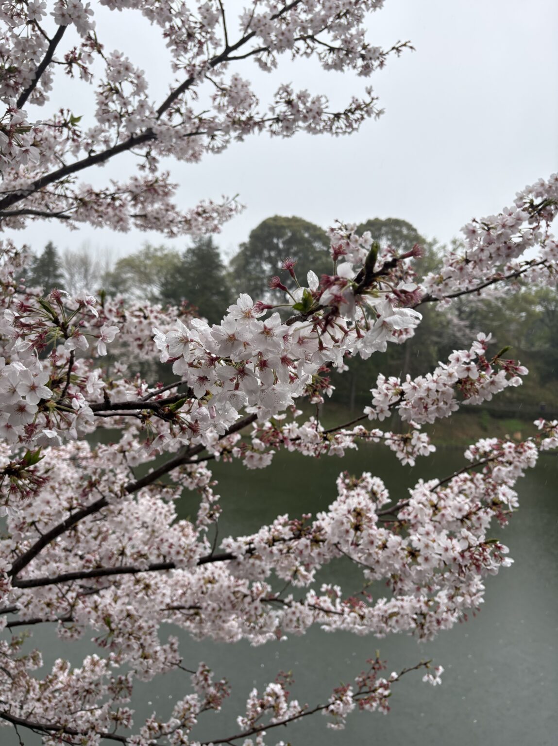 あめ - 川崎キャバクラ Club Rutilus ルチルス｜駅近×美女×高級空間