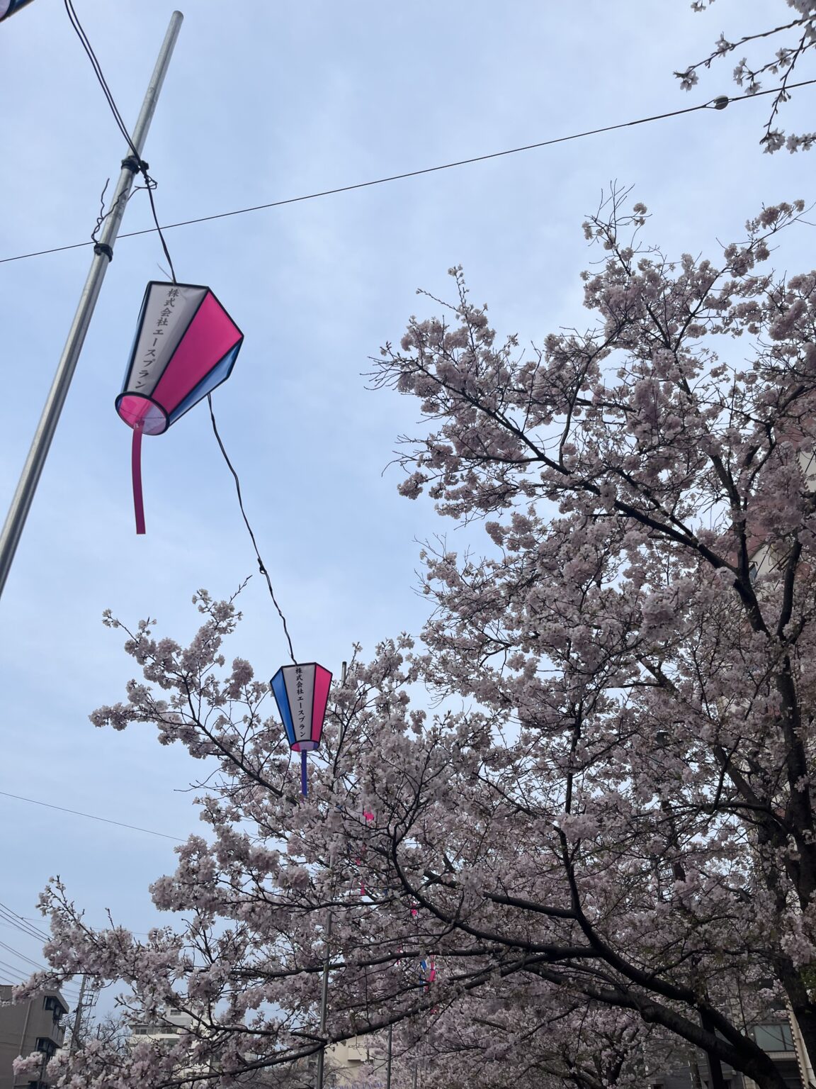 桜祭り🌸✨ - 川崎キャバクラ Club Rutilus ルチルス｜駅近×美女×高級空間