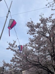 桜祭り🌸✨